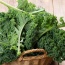 Cải xoăn (cải Kale) hữu cơ